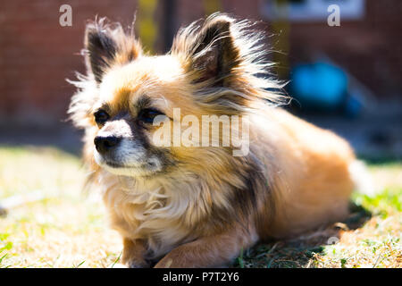 Famiglia pet in giardino Foto Stock