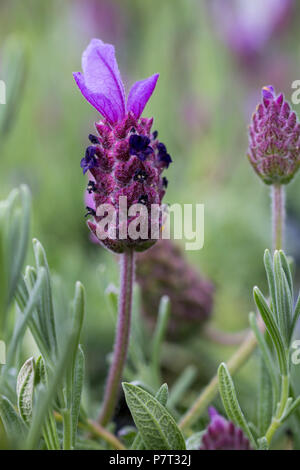 Lavandula stoechas 'Papillon' Foto Stock