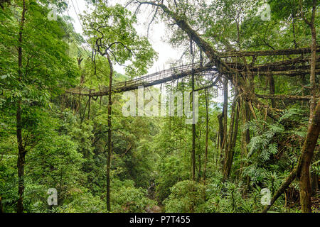 Radici viventi ponte in Meghalaya, India. Questo ponte è formato mediante la formazione di radici di albero negli anni a lavorare a maglia insieme. Foto Stock