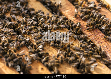 Gruppo di api vicino l'alveare in legno Foto Stock