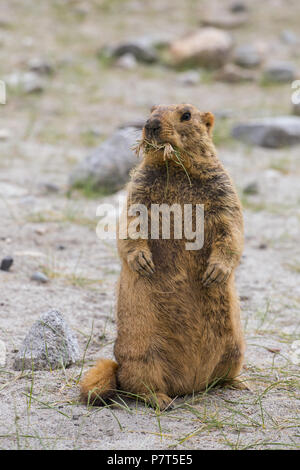 Carino marrone marmotta himalayana vicino lago Pangong, Ladakh, India Foto Stock