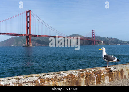 Seagull di fronte al Golden Gate Bridge Foto Stock