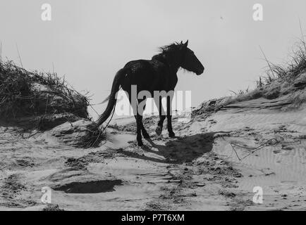 Wildhorse corolla obx Outer Banks nc North Carolina free range wild vagare cavalli spiaggia oceano asateague soundfront mustang mare stallone colt dune pony Foto Stock