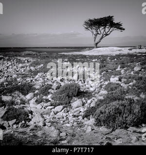 Monterey, CA, Stati Uniti d'America, 18 febbraio 2018. Un lone cypress sulla 17-ride route seduto su un campo da golf e considerato dal pubblico accesso stradale, con th Foto Stock