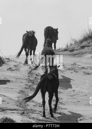 Wildhorse corolla obx Outer Banks nc North Carolina free range wild vagare cavalli spiaggia oceano asateague soundfront mustang mare stallone colt dune pony Foto Stock