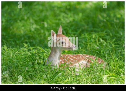Daini fawn in appoggio in erba Foto Stock