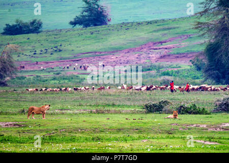 Maasai persone e numerosi leoni nella savana Foto Stock