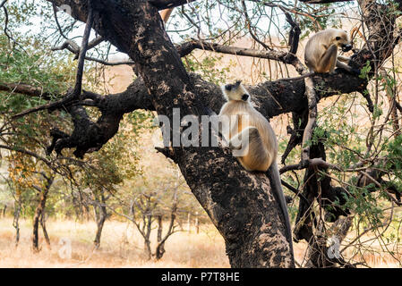 Grigio langur o Semnopithecus etellus siede su albero Foto Stock