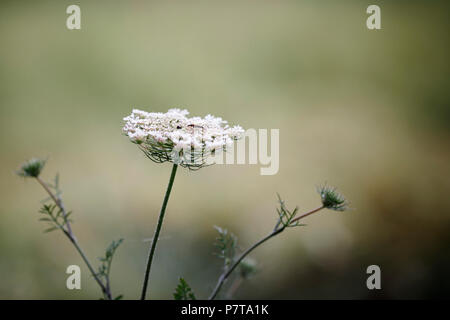 Yarrow (Achillea millefolium), con piccolo bug su di esso. Profondità di campo. Foto Stock