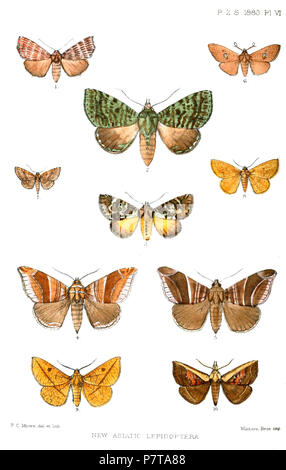 Trilineata Gonitis = Anomis trilineata (Moore, [1884]) Donda striatovirens = Belciana striatovirens (Moore, [1884]) [Donda] ornata = Donda ornata Moore, [1884] Naxia duplexa = Dysgonia duplexa (Moore, [1884]) Ophiusa acuta = Bastilla acuta (Moore, [1884]) Durdara fenestrata = Banisia myrtaea Drury 1773 Sonagara bivittata = Rhodoneura bivittata (Moore, [1884]) [Sonagara] decussata = Aglaopus decussata (Moore, [1884]) [Sonagara] vialis = Telchines vialis (Moore, [1884]) Acharya costalis = Papuacola costalis (Moore, [1884]) inglese: "Nuovo lepidotteri asiatico' . 1883 (pubblicato nel 1884) 27 AsiaticLepi Foto Stock