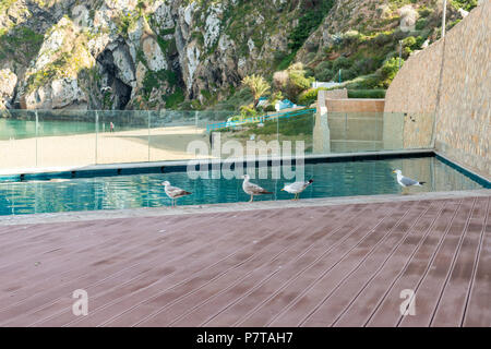 Gabbiani bere nella piscina del beach hotel Playa Quemado a Al Hoceima, Marocco Foto Stock