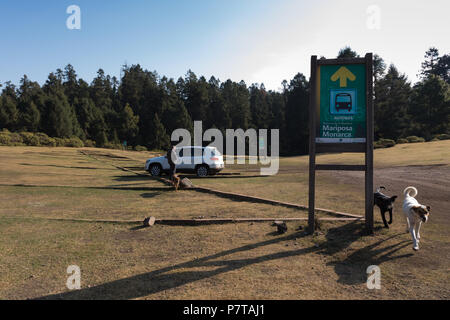 Farfalla monarca santuario vicino a Angangueo Foto Stock