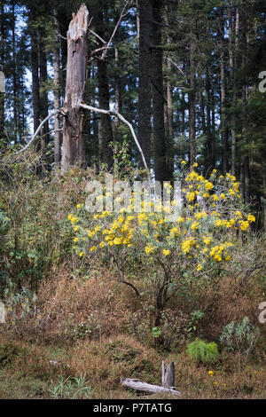 Foresta di Angangueo Riserva Naturale di farfalle monarca Foto Stock