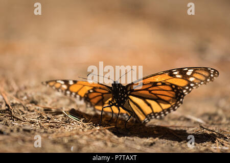 Farfalla monarca in foresta messicana Foto Stock