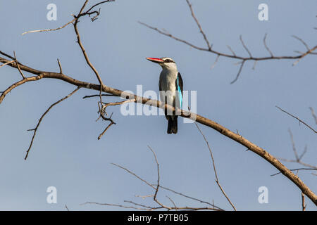 Woodland Kingfisher - Halcyon senegaloides - arroccato su un ramo nella luce della sera nel nord della Namibia. Foto Stock