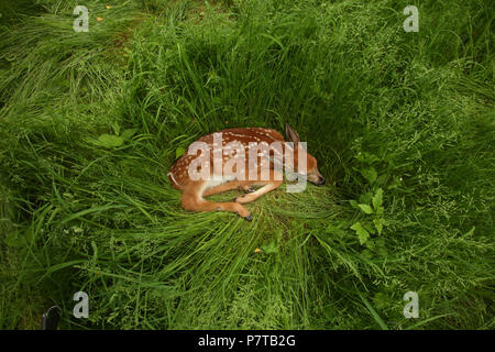 White-tailed deer (Odocoileus virginianus), New York, fulvo Foto Stock