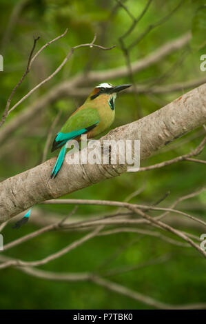 Un turchese browed mot mot si siede su un ramo nella foresta di pioggia Foto Stock