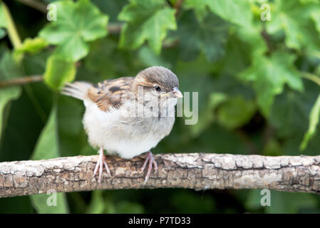 Giovani casa passero, Passer domesticus sul ramo Foto Stock