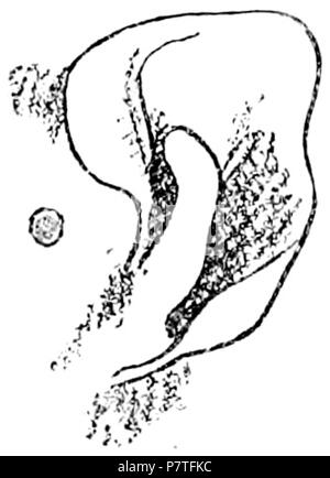 Inglese: orecchio della comune piegato-ala bat (Miniopterus schreibersii). eština: Ucho létavce sthovavého (Miniopterus schreibersii). 1885 274 Miniopterus schreibersii, orecchio Foto Stock