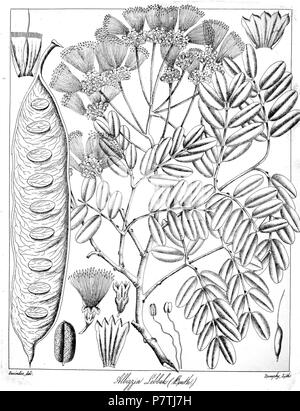 Albizia lebbeck . 1873 16 Albizia lebbeck Govindoo Foto Stock