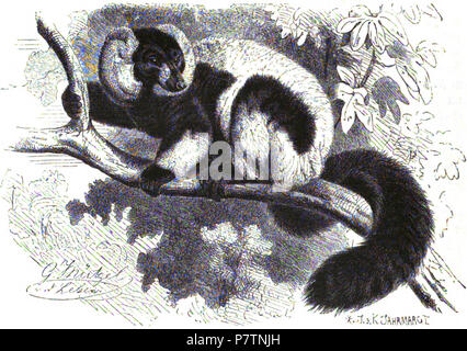 Inglese: nero-e-bianco lemure ruffed (Varecia variegata) . 1890 55 Brehms Het Leven der Dieren Zoogdieren Orde 2 Vari (Lemur varius) Foto Stock