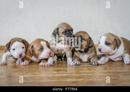 Cinque cuccioli Bulldog Foto Stock