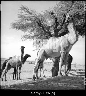 Britisch-Indien, zwischen Peshawar und Lahore: Tiere; Kamele auf einer Ebene beim Fressen. Dal 1939 fino al 1940 68 CH-NB - Britisch-Indien, zwischen Peshawar und Lahore- Tiere - Annemarie Schwarzenbach - SLA-Schwarzenbach-UN-5-22-032 Foto Stock