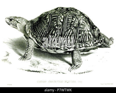 Cistudo mexicana = Terrapene carolina mexicana . 1848 92 CistudoMexicanaFord Foto Stock