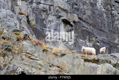 Una pecora solitaria sulla scogliera, Elan Valley, il Galles, Europa Foto Stock