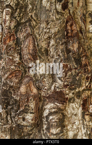 Una struttura unica di pelle il colore e la consistenza della foto di sfondo Foto Stock