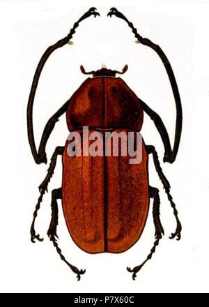 Euchirus longimanus, Euchirinae, Scarabaeidae . 1908 153 Euchirus longimanus illustrazione Foto Stock