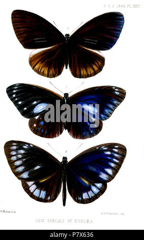 (Top) Euploea picina = Euploea sylvester (Fabricius, 1793), (centro) [Euploea] hewitsonii Butler (non C. & R. Felder, [1865]: preoccupato) = Euploea eunice (Godart, 1819), (fondo) [Euploea] viola = Euploea westwoodii viola Butler, 1866, Inglese: Crow farfalle 1: Double-branded Crow (upperside del maschio) . 1866 (pubblicato 1867) 154 Euploea2ButlerPZSL1866 Foto Stock