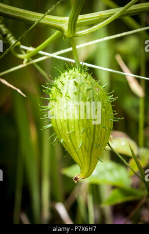 Un cetriolo selvatico, Echinocystis lobata, su una vite in Warrenton, Oregon. Foto Stock