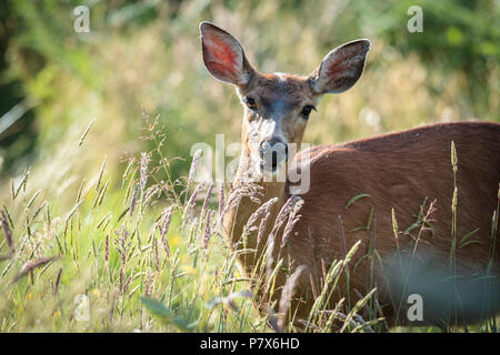 Un nero Tailed Deer, Odocoileus hemionus columbianus, dietro qualche erba in Astoria, Oregon. Foto Stock