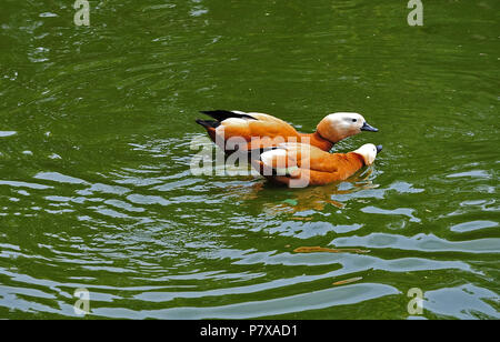 Ruddy shelducks con orange-il piumaggio bruno nuoto su acqua Foto Stock