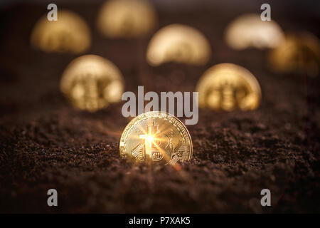 Mining Golden Bitcoins, lucido moneta bitcoin nel suolo Foto Stock