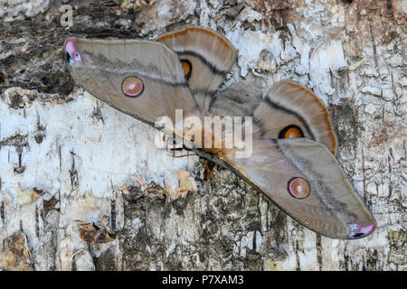 L'imperatore Gum - falena Opodiphthera eucalypti, bellissimo grande falena da foreste Australiano. Foto Stock