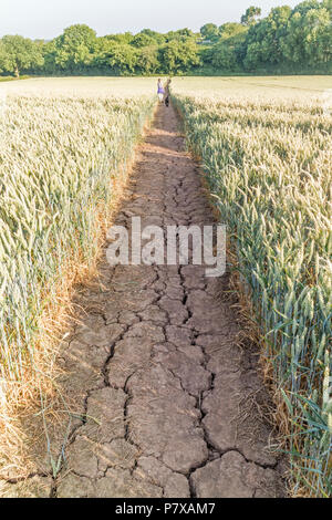 Luglio 2018 siccità estiva su un sentiero pubblico in un campo di grano, Inghilterra, Regno Unito, England, Regno Unito Foto Stock