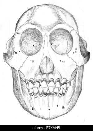 Cranio di orangutan, pongo pygmaeus ssp. morio . 1853 295 Orangutan JASB cranio 7 Foto Stock