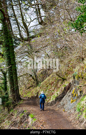 Un deambulatore su antichi boschi cliffside a piedi tra Tobermory e Rubha nan Gall faro, Isle of Mull, Argyll and Bute, Scotland, Regno Unito Foto Stock