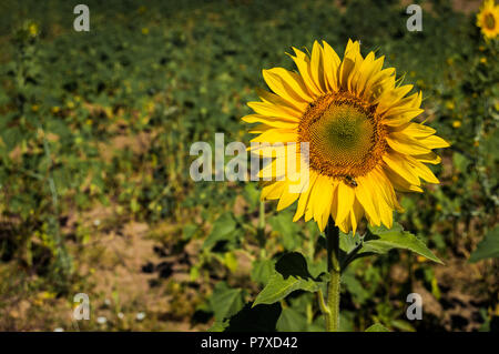 Grande solitario di semi di girasole con un' ape per raccogliere il polline in una giornata di sole. Chiudere con i dettagli. Foto Stock
