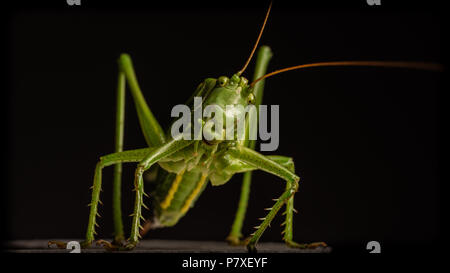 Locust macro shot Foto Stock