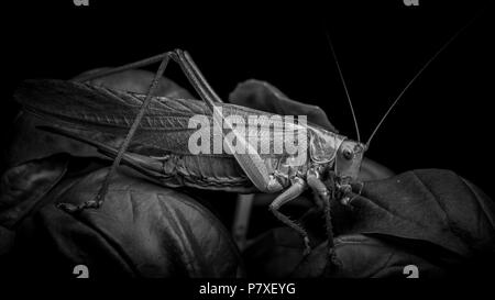 Locust macro shot Foto Stock