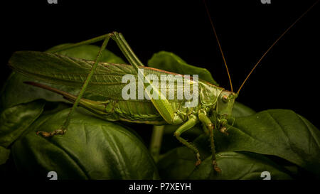 Locust macro shot Foto Stock