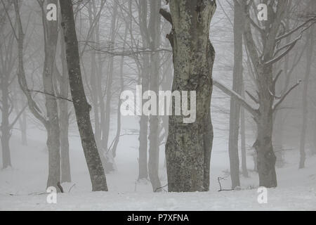 Incantata foresta mistica nella stagione invernale con la neve Foto Stock