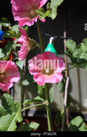 Hollyhocks (Malvaceae), crescendo in un giardino inglese su un luminoso giorno d'estate. Foto Stock