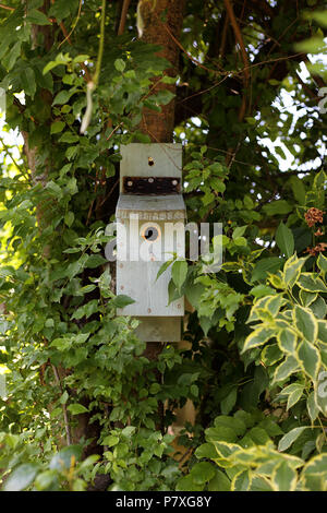 Un uccello scatola fissata a un albero in un paese di lingua inglese il giardino. Foto Stock