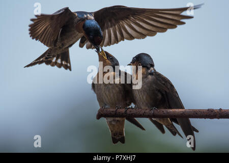 Alimentare la prossima generazione di rondinone comune la mattina devo aspettare per 4 ore per ottenere questo colpo, me e questo gli uccelli a soli 4 metri di distanza Foto Stock