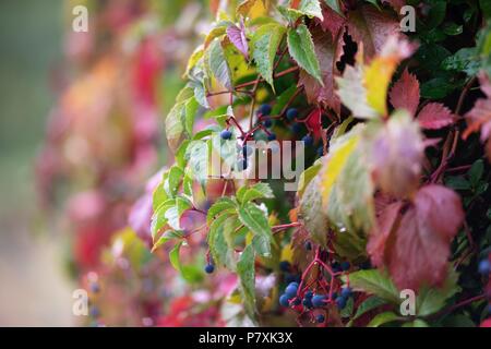 Rami di foglie di uva di diverse sfumature bagnate dopo la pioggia in autunno il giorno Foto Stock