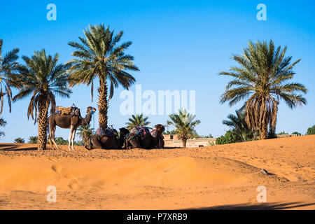 Tre cammelli in riposo sotto le palme nel deserto del Sahara Foto Stock